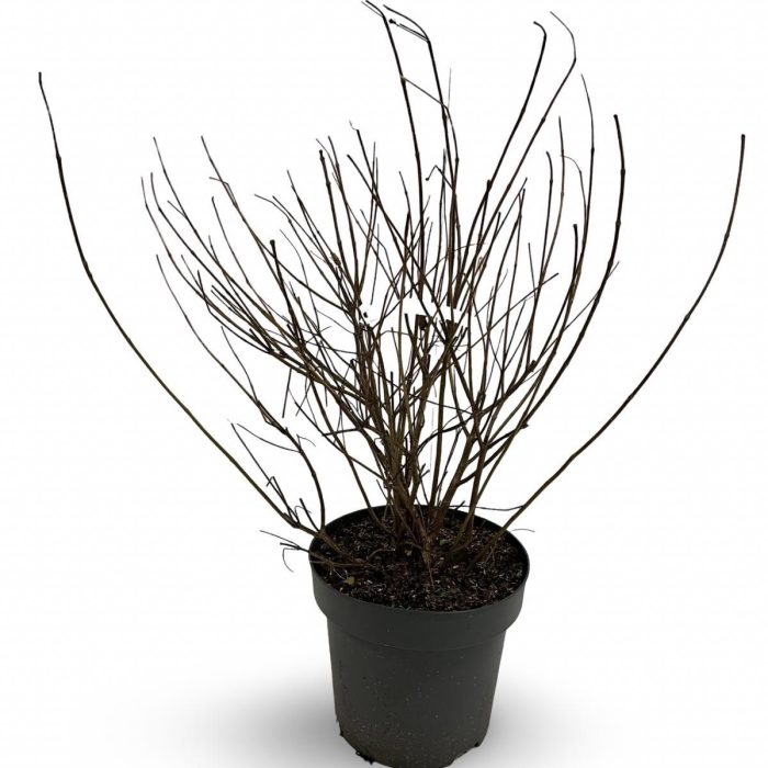 Cephalanthus occidentalis, D 32