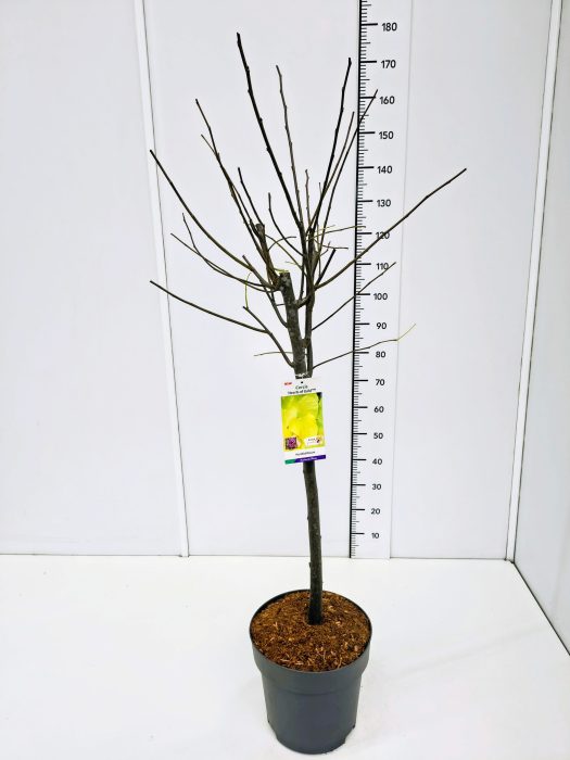Cercis can. 'Hearts of Gold' 100CMSTC12, D 30