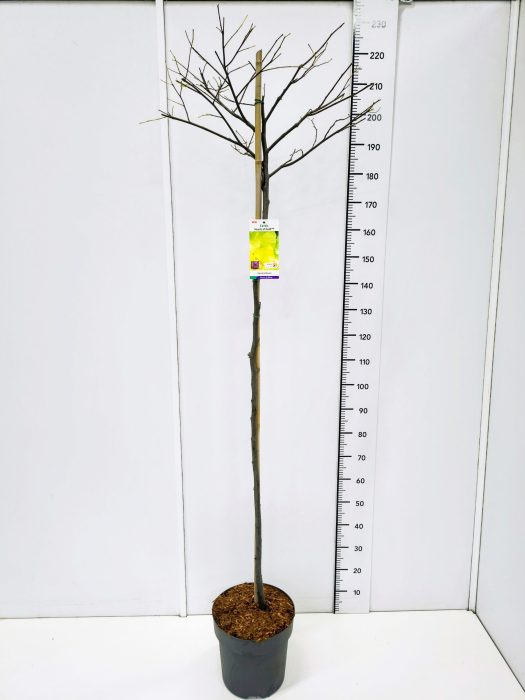 Cercis can. 'Hearts of Gold' 120CMSTC12, D 30