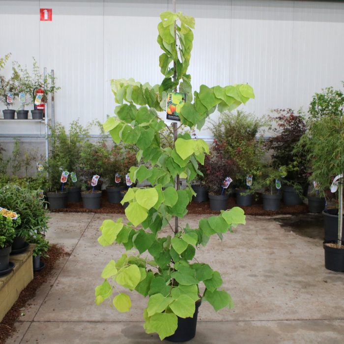 Cercis canadensis The Rising Sun ('JN2') --geveerd, D 29