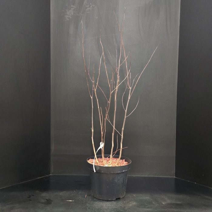 Cercis chinensis, D 29