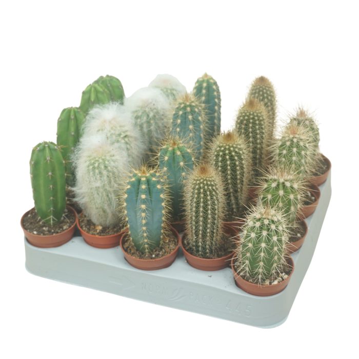 Cereus mix 5,5 cm op rij, D 5,5