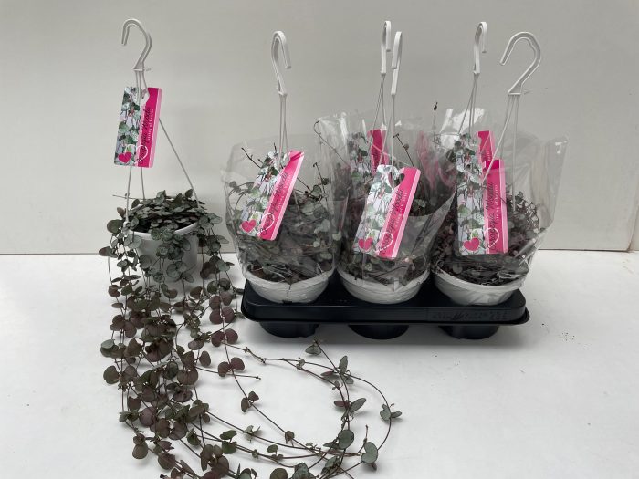 Ceropegia Woodii Slver Glory, D 14