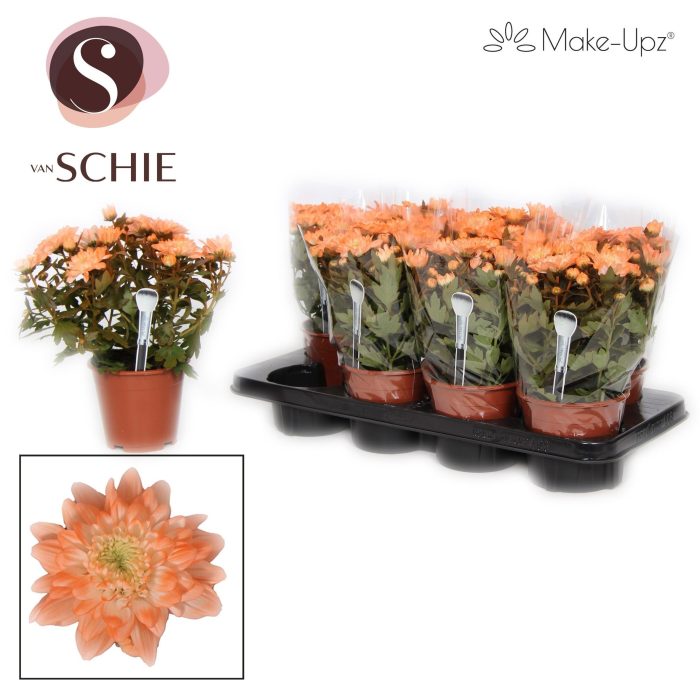 Ch Grandezza Make-Upz® UNO Orange, D 13