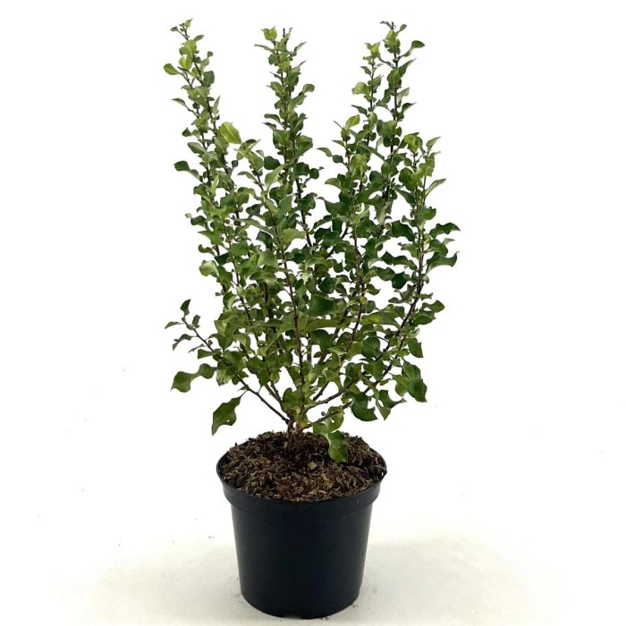 Chaenomeles spec. Red Kimono, D 19