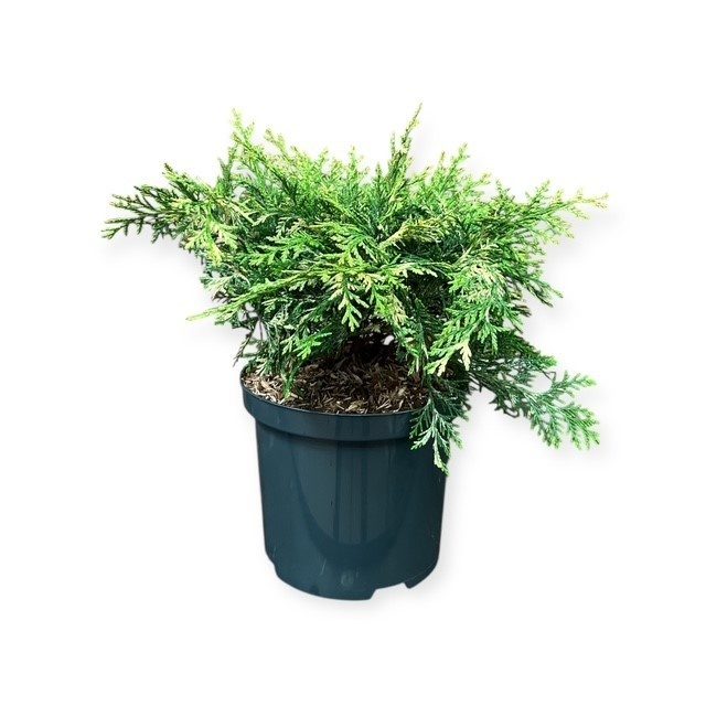 Chamaecyparis l. 'Pearly Swirl's', D 18