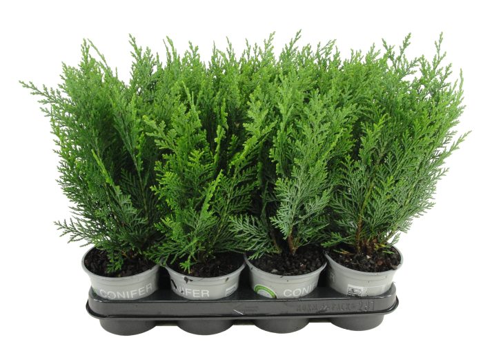 Chamaecyparis lawsoniana 'Columnaris', D 11