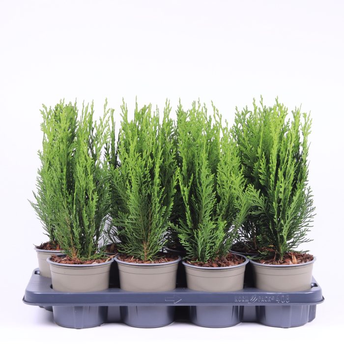 Chamaecyparis lawsoniana 'Green Pillar', D 13