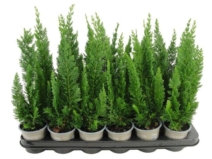 Chamaecyparis lawsoniana 'Little Spire', D 9