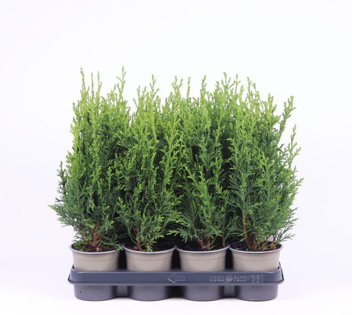 Chamaecyparis lawsoniana 'Robusta', D 11