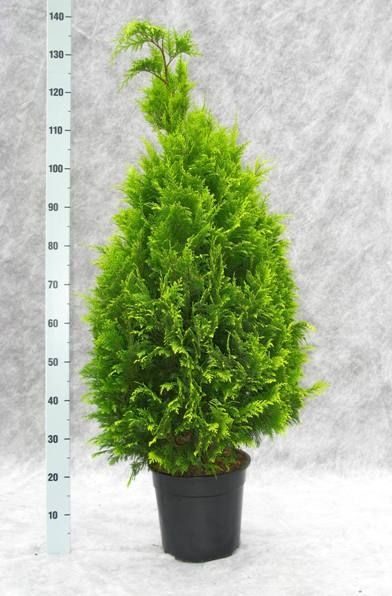 Chamaecyparis lawsoniana 'Stardust', D 27