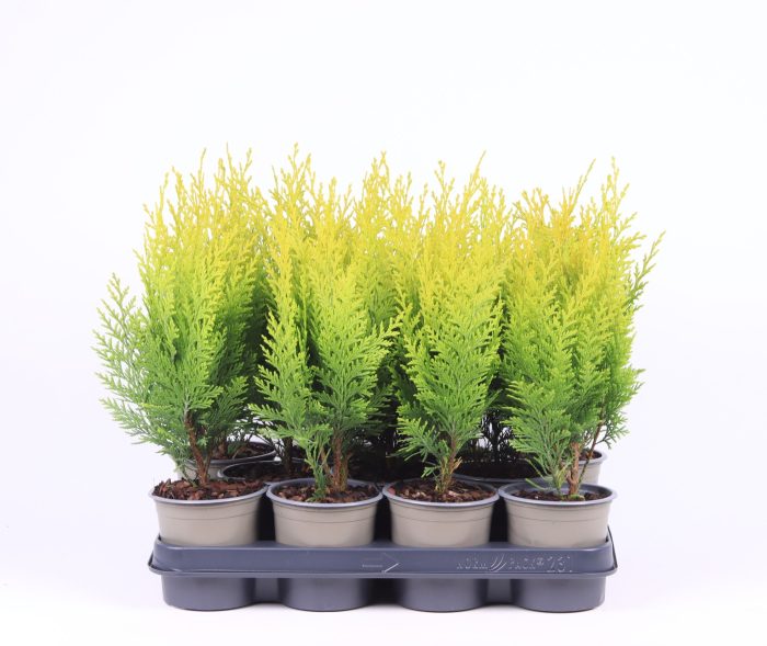 Chamaecyparis lawsoniana 'Stardust', D 11