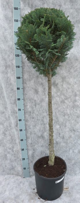 Chamaecyparis lawsoniana Columnaris 160 Op Stam, D 31