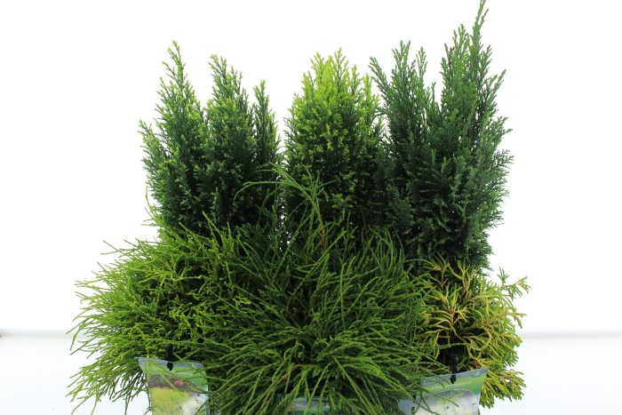 Chamaecyparis mix, D 17