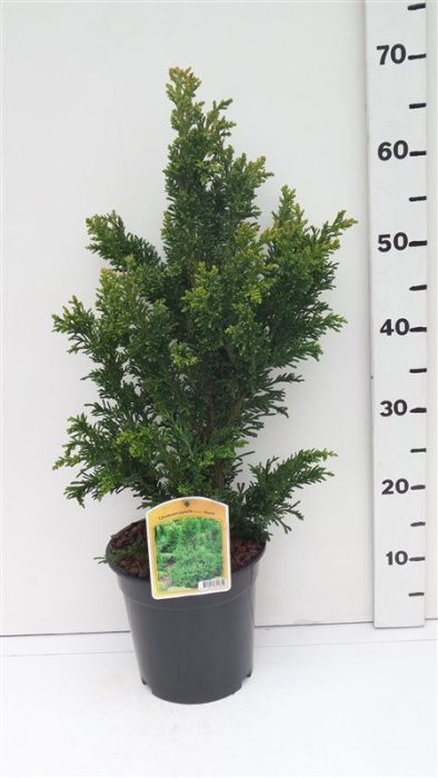 Chamaecyparis o. 'Drath', D 19