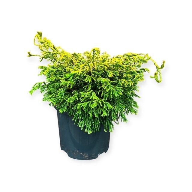 Chamaecyparis o. 'Gitte', D 18