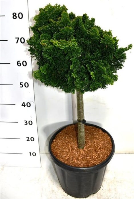Chamaecyparis o. 'Nana Gracilis', D 32