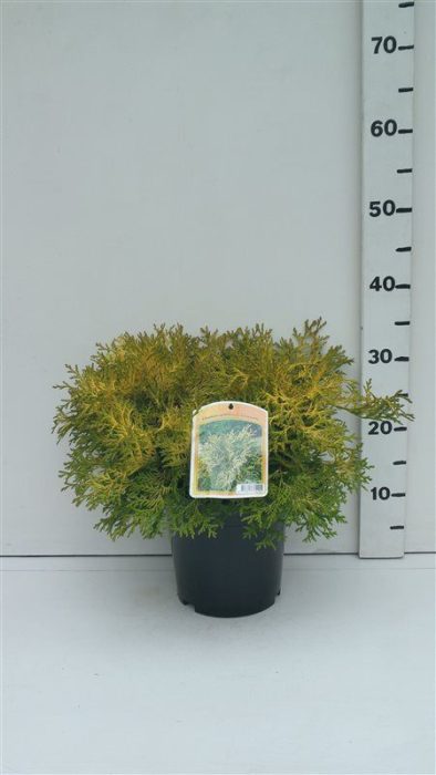 Chamaecyparis obt Kamarachiba, D 19