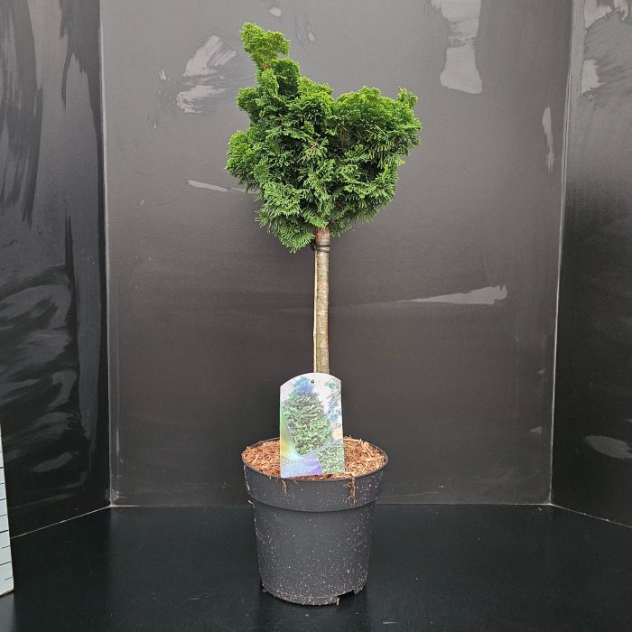 Chamaecyparis obtusa 'Nana Gracilis' 50/+, D 24