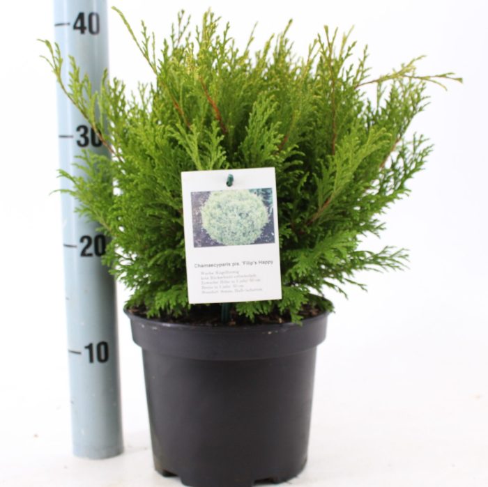 Chamaecyparis p. 'Filip's Happy Day', D 19