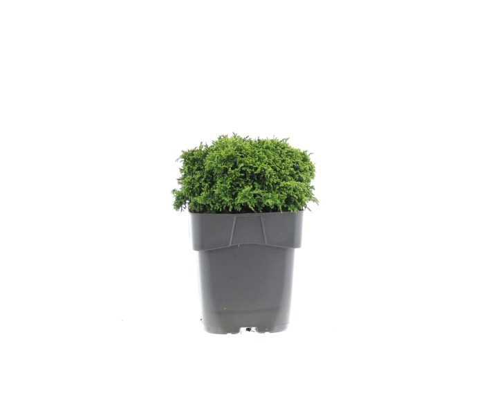 Chamaecyparis pis. 'Hime Sawara', D 17