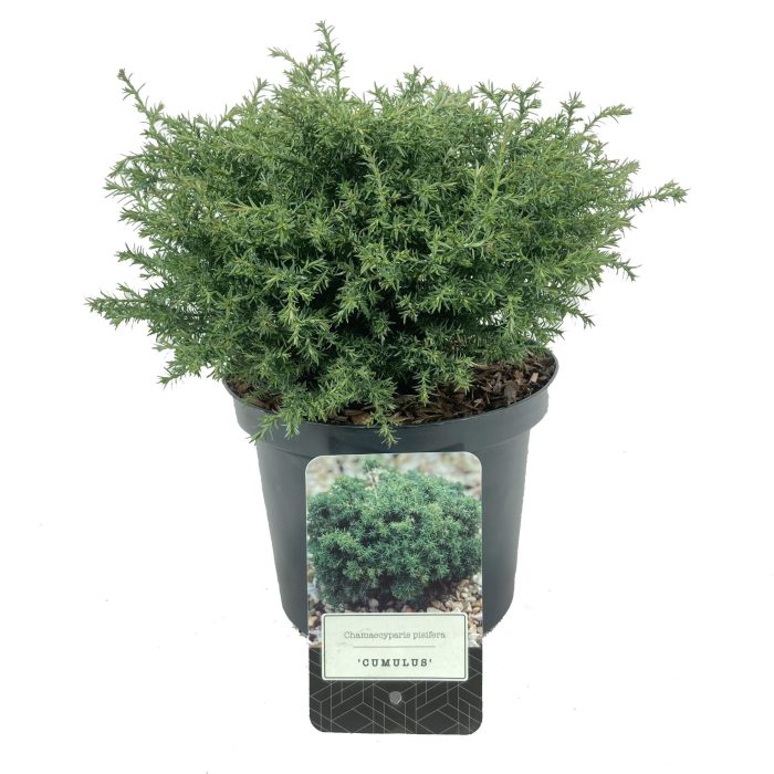 Chamaecyparis pisifera 'Cumulus', D 18