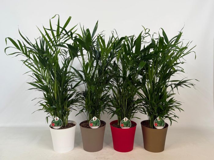 Chamaedorea Cataractarum 'Catpalm' P20cm-H120cm in gekleurde overpotten, D 20