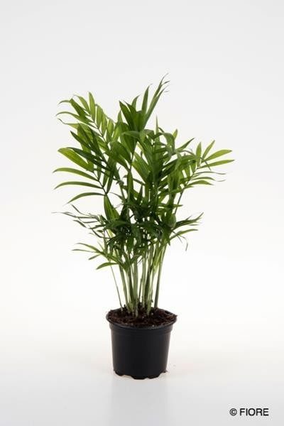 CHAMAEDOREA ELEGANS, D 9