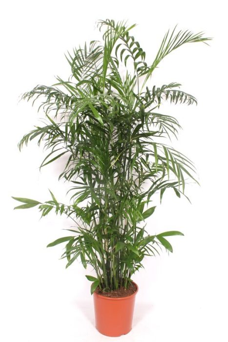 Chamaedorea Seifrizii, D 30