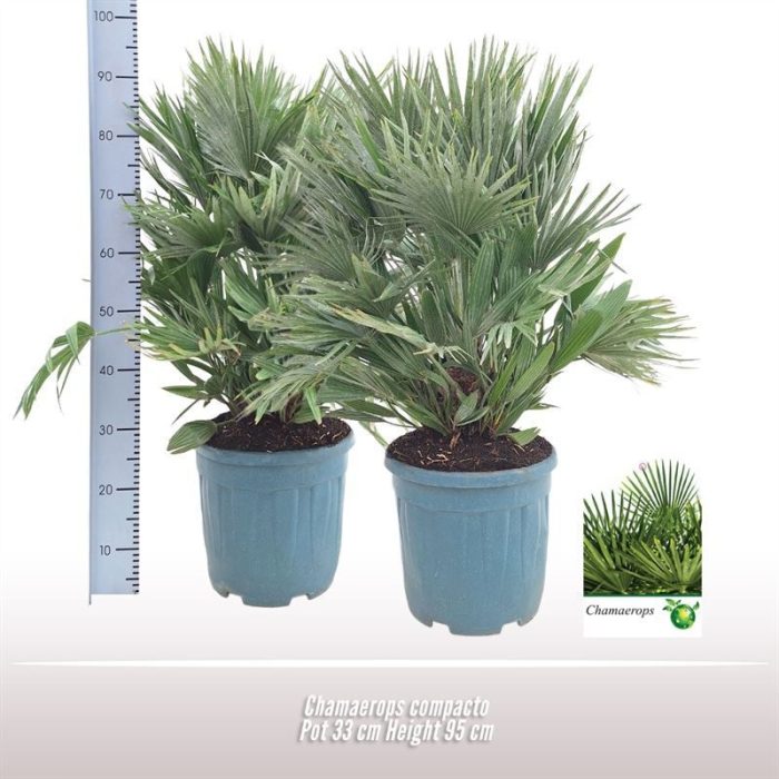 Chamaerops compacto, D 33