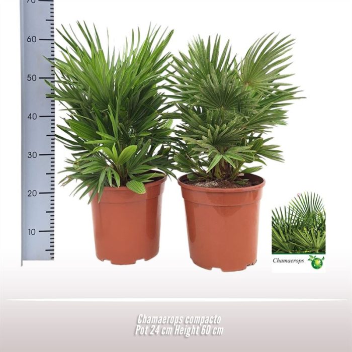 Chamaerops compacto, D 24