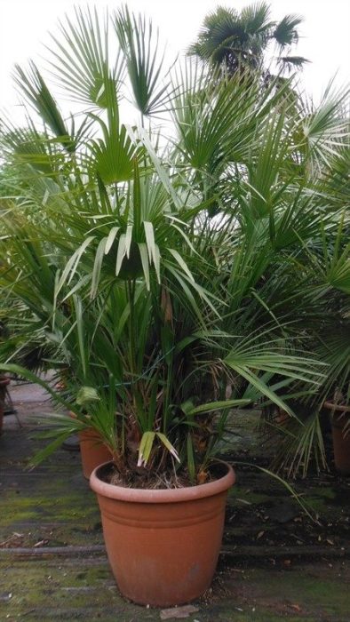 chamaerops humilis, D 60
