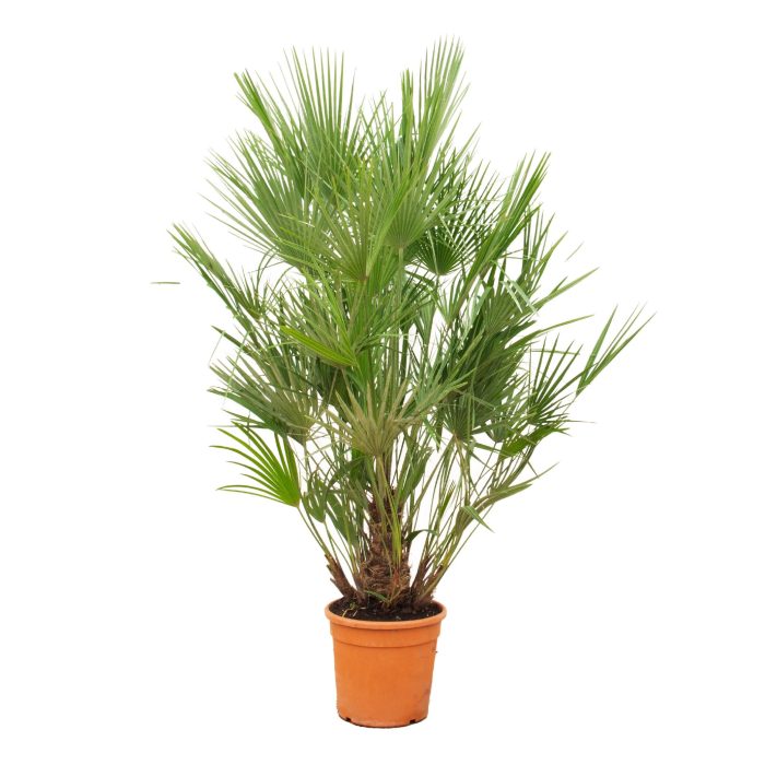 Chamaerops Humilis - 190cm, D 30