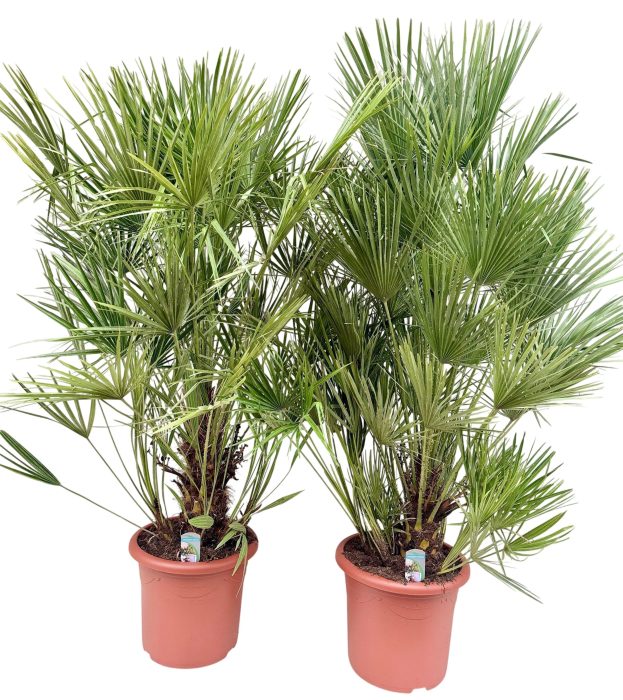 Chamaerops humilis P40, D 40