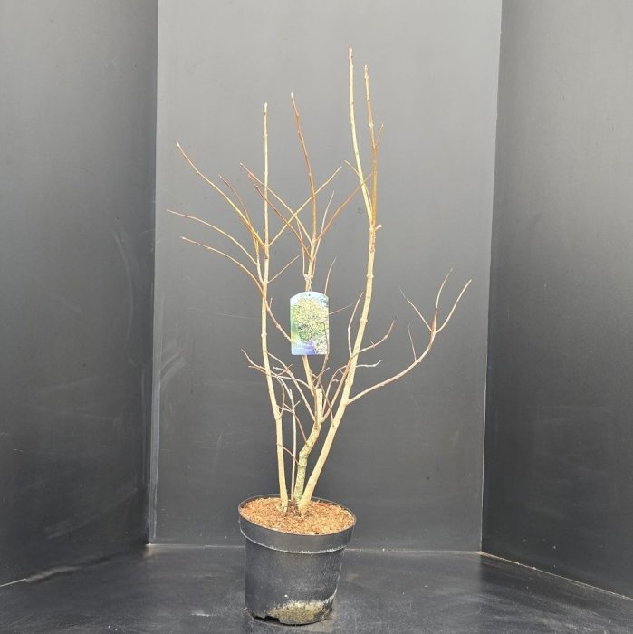 Chionanthus virginicus, D 29