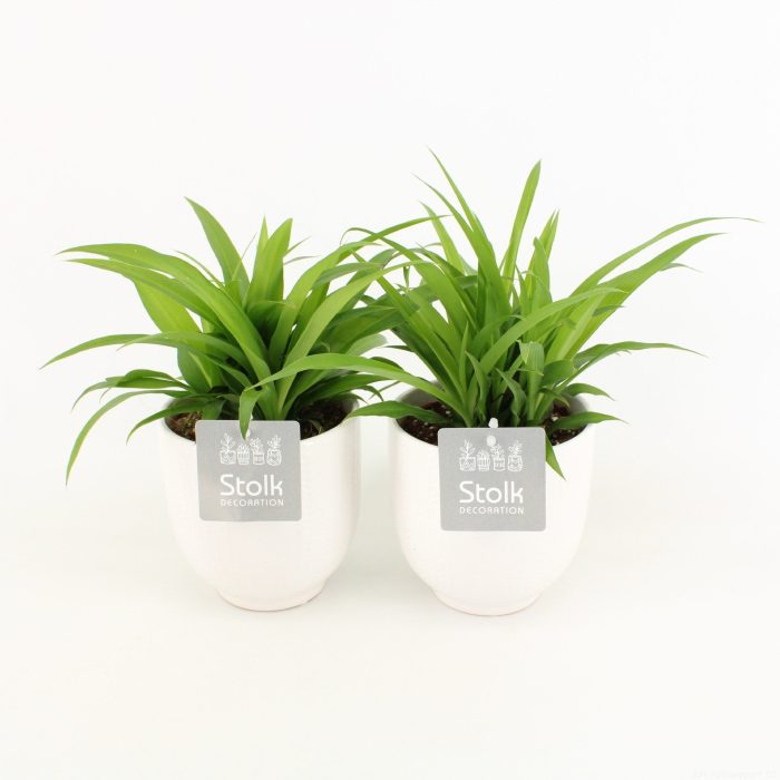 Chlorophytum Comosmum Lemon in Liv keramiek, D 13