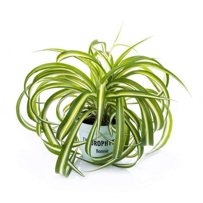 CHLOROPHYTUM COMOSUM 'BONNIE', D 12