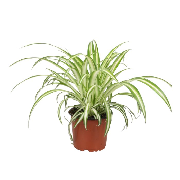 Chlorophytum comosum Variegatum, D 12