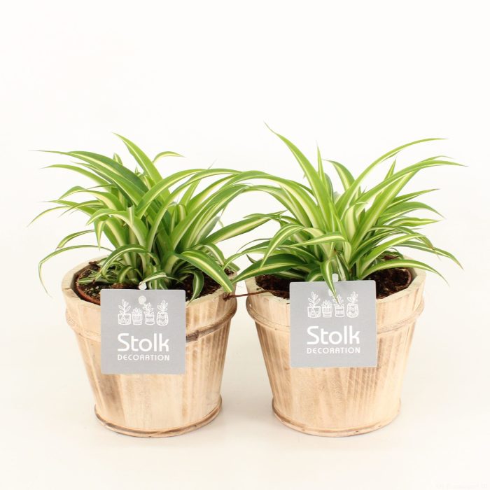Chlorophytum comosum Variegatum in Wood bruin, D 13