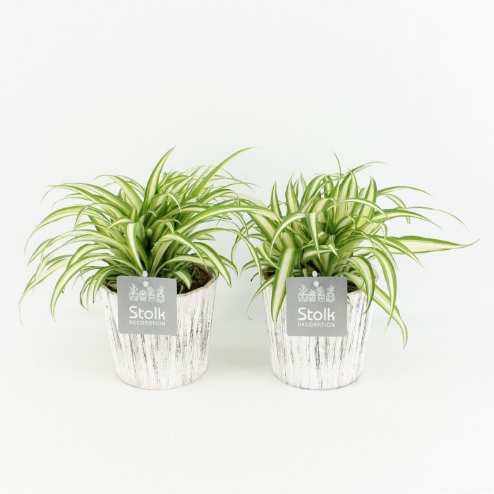 Chlorophytum comosum Variegatum in Wood wit, D 13