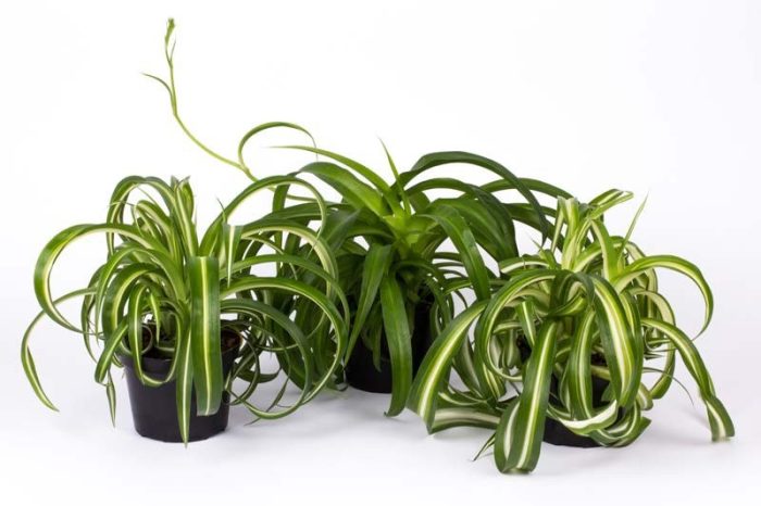 Chlorophytum mix, D 12