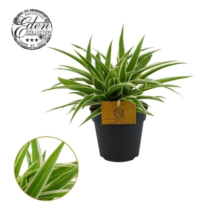 Chlorophytum Ocean 12cm, D 12