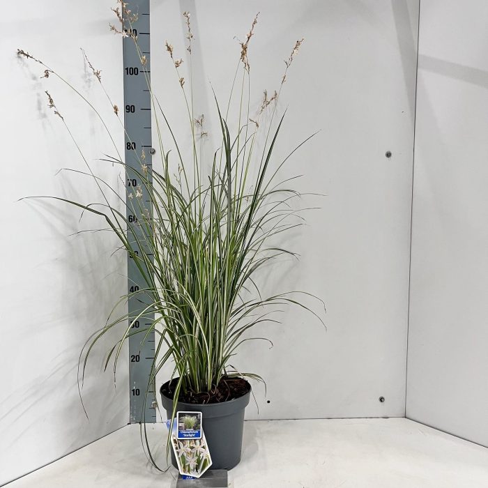 Chlorophytum saunderisiae ‘Starlight’ PBR, D 23