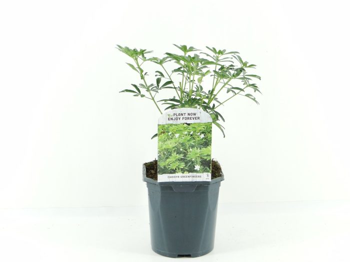 Choisya Greenfingers, D 17