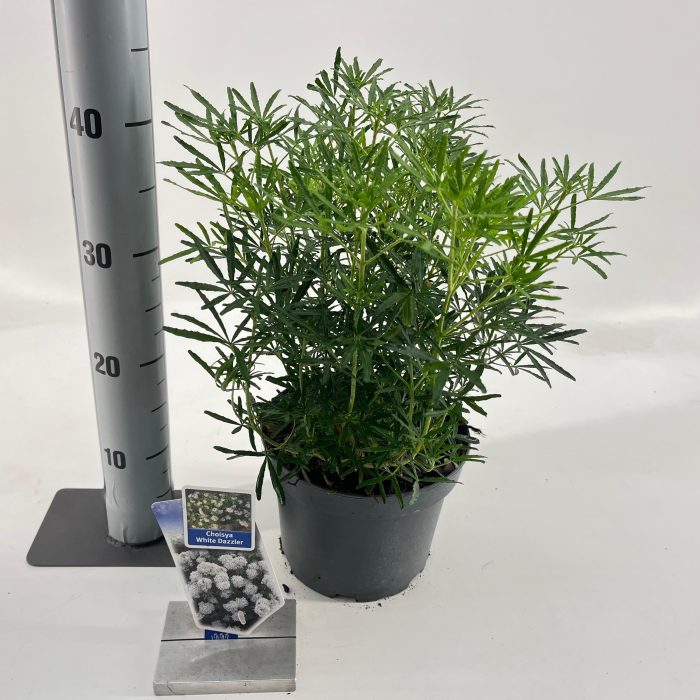 Choisya ternata 'White Dazzler' ®, D 19