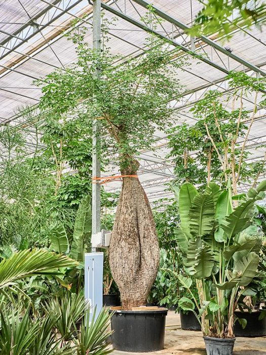 Chorisia speciosa, D 140