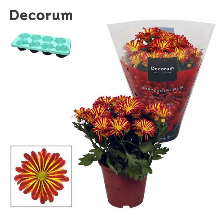 Chrysanne® Margarita Bicolor 'Flame', D 13