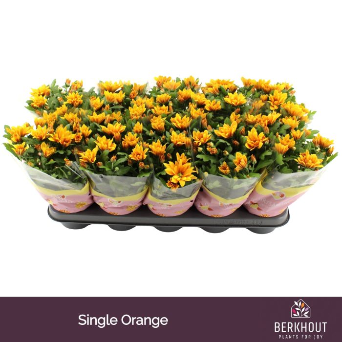 Chrysant Heat, D 12