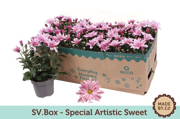Chrysant Special Artistic Sweet in SV.Box, D 12