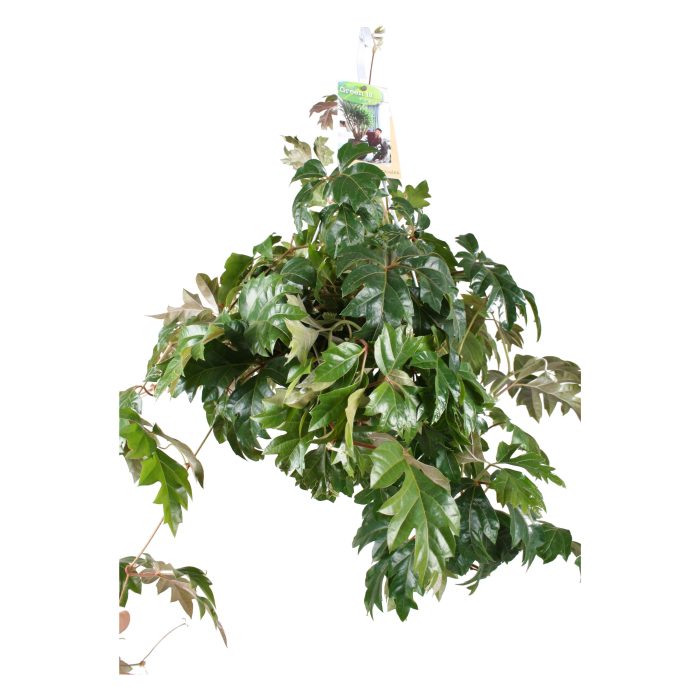 Cissus Ellen Danica hangpot, D 17